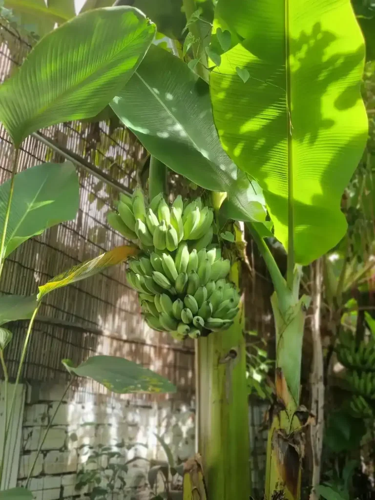 A bunch of bananas hanging from a banana tree at someone's personal home in Cambodia. They are low-laying fruit, at a height of about eye level, making them easy to pick.