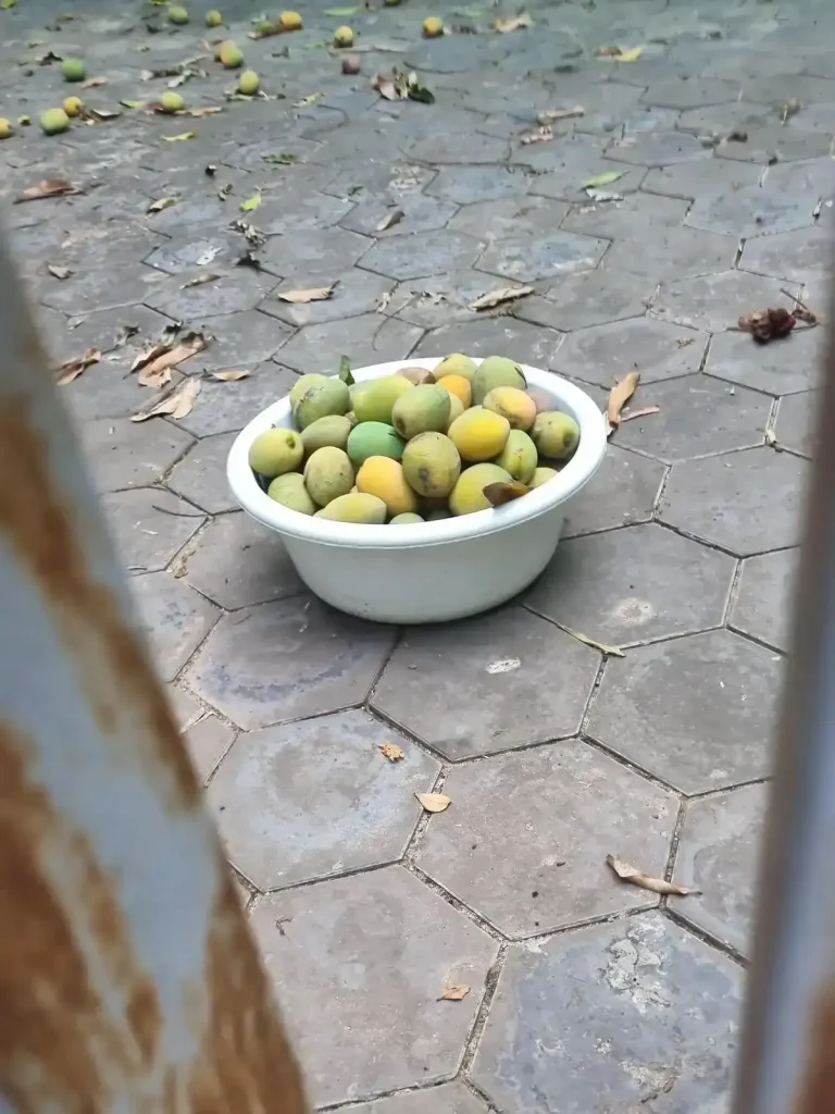 A full basket of freshly-picked mangos (more than twenty of them), picked from a personal mango tree at someone's home in Cambodia. The basket is sitting on the ground in the driveway.
