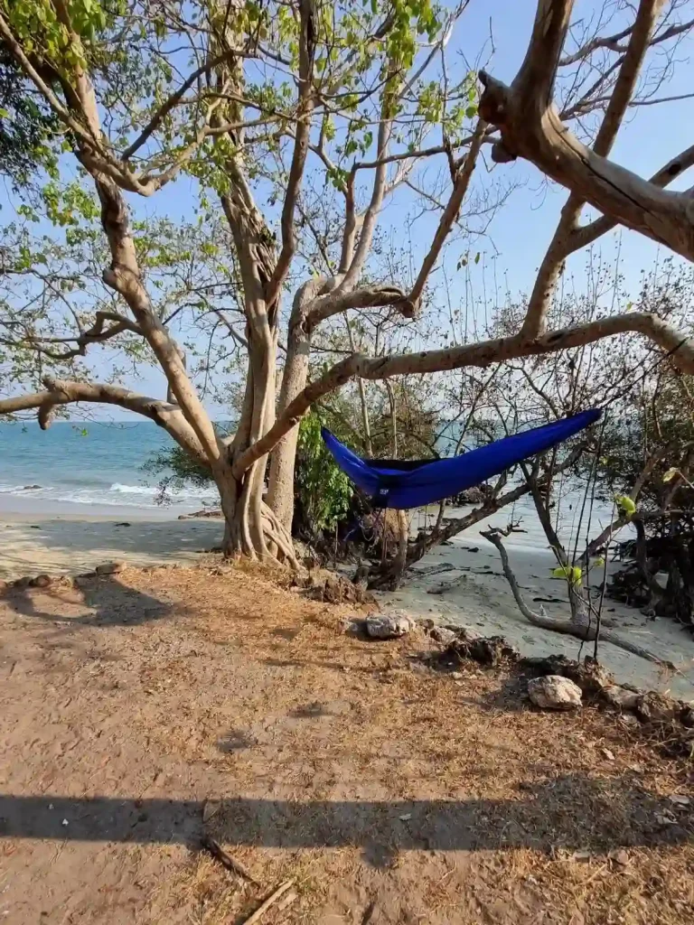 A hammock setup and hanging on a low-laying horizontal tree branch on a beach next to the ocean.