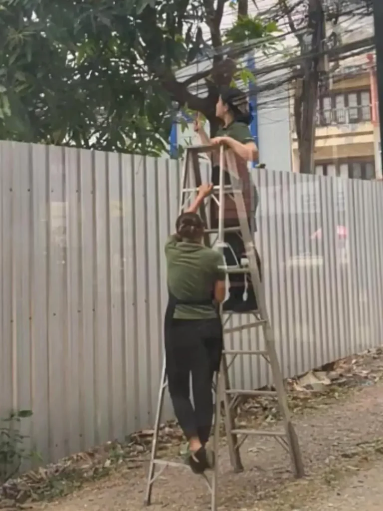 Two cafe workers in Laos - one on a ladder, the other holding the ladder - picking a mango from a mango tree. The worker on a ladder is using a metal rod to pluck (wrap the end around a mango and then pull it) the mango from the tree.