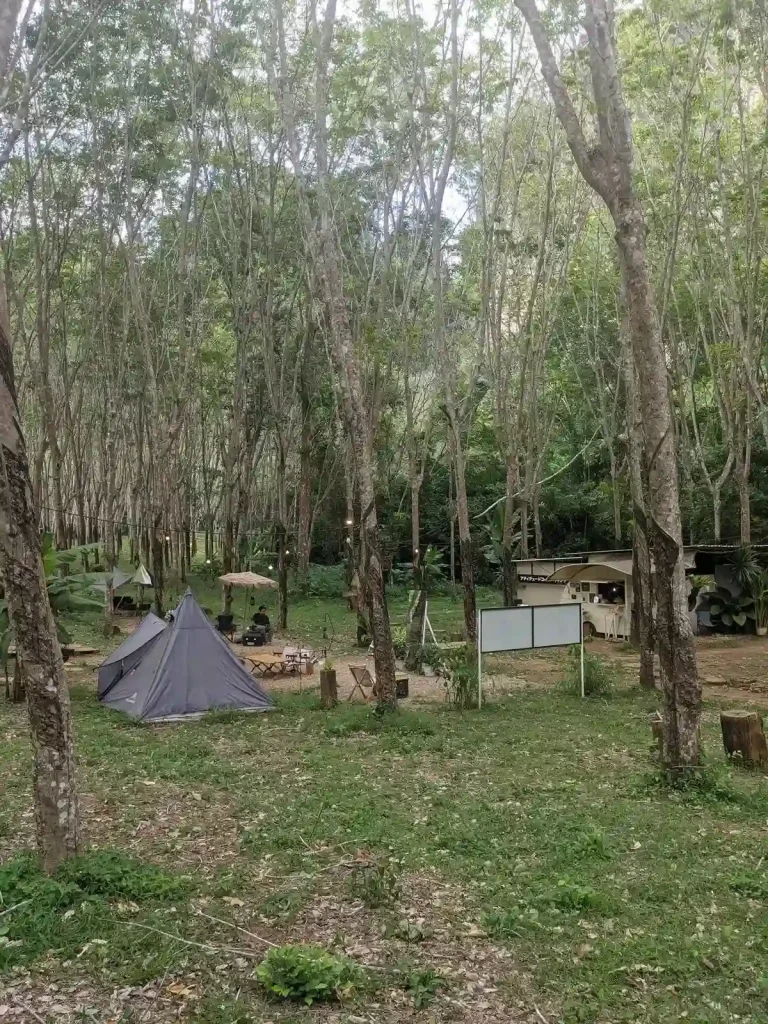 Camping area with tents and a café setup within a rubber tree farm in southern Thailand.