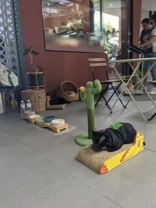 A cat is laying down at an animal café in Thailand.