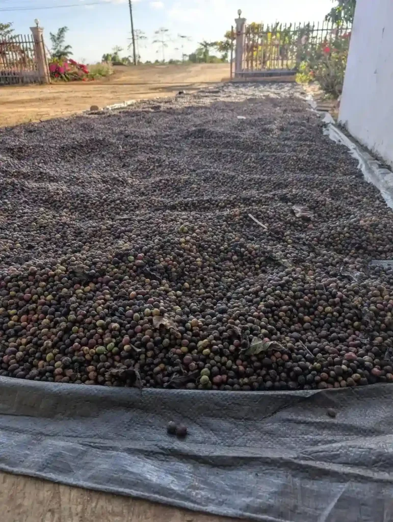 A large amount of harvested raw coffee beans drying on a plastic cover, laying on the ground, in Laos.