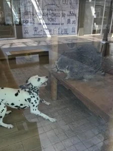 A medium-sized dog playing with a large furry racoon at an animal café in Thailand. The dog and the racoon are looking at each other. The dog is attempting to playfully bite the raccoon, and the racoon is playfully swatting his front paw at the dogs face. The photographer is outside the cafe looking through the large window at the animals.