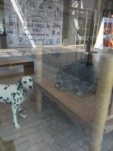 A medium-sized dog with a large furry racoon at an animal café in Thailand. The dog is on the ground looking back with a smile at the photographer, and the racoon is on a bench looking at the dog. The photographer is outside the cafe looking through the large window at the animals.