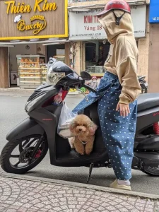 A Honda Vario automatic motorbike in Vietnam. The rider is parked along the road waiting, and has a small poodle dog standing on the floorboard of the motorbike. The dog is looking towards the photographer.