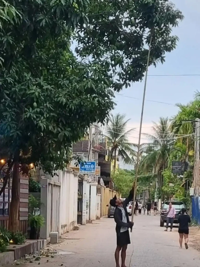 A man picking a mango from a mango tree in Cambodia. The tree limb is up high, so he is using a long (about fifteen feet long) bamboo pole with a tool at the end to pick the mango. Also, the tree limb overlaps a small road (only the width of two cars), so he is standing in the middle of the road picking it - there is no traffic.