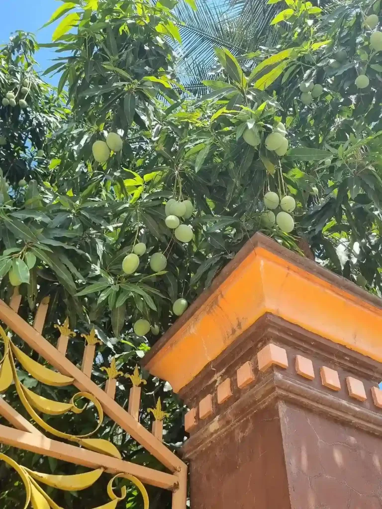 A mango tree with mangos hanging from it at the gate of a home in Cambodia.