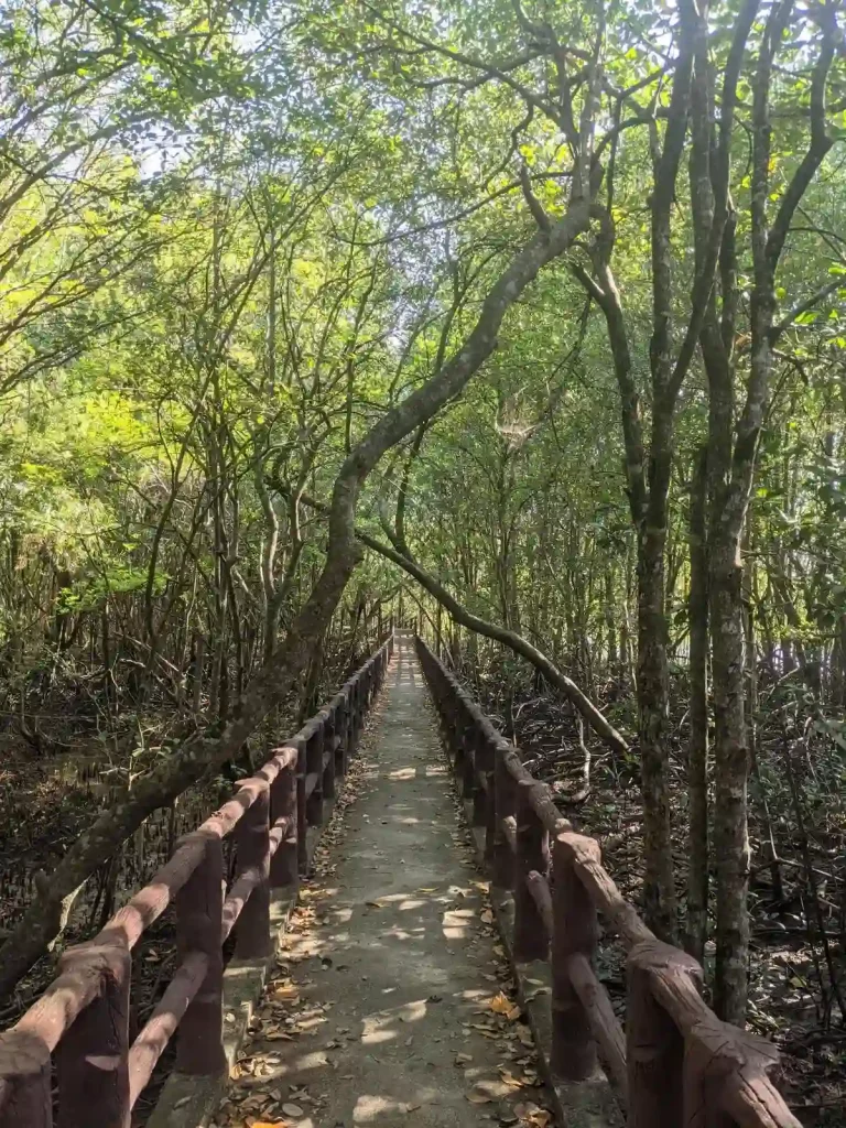 An elevated, concrete, and narrow, walking path through a swampy mangrove forest in Thailand. The trees are dense, and overlap this narrow path.