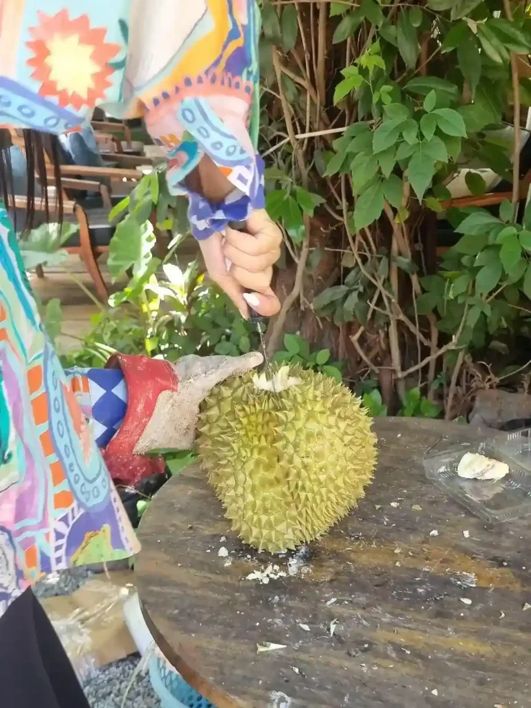 Durian being opened at a cafe. A person is opening a durian with a large knife to harvest the fruit that is inside. The person is wearing a thick glove to hold the durian. Durian have sharp spikes covering it's hard outer shell, protecting the fruit inside. Their size is about the size of a soccerball, but are more oval shaped than round.