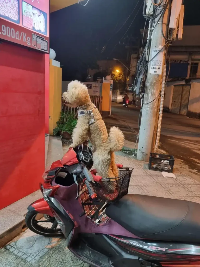 A blonde poodle dog is standing with it's rear paws inside a motorbike scooter basket in Vietnam. It's front paws are bracing itself up on the front handle bars. The motorbike is parked at a convenience store.