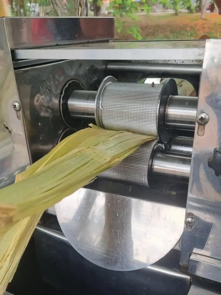 Spent sticks of sugarcane coming out the exit of a machine to make sugarcane juice. The sticks are now flat, and this image shows how the rollers compress the sticks to squeeze out the juice.