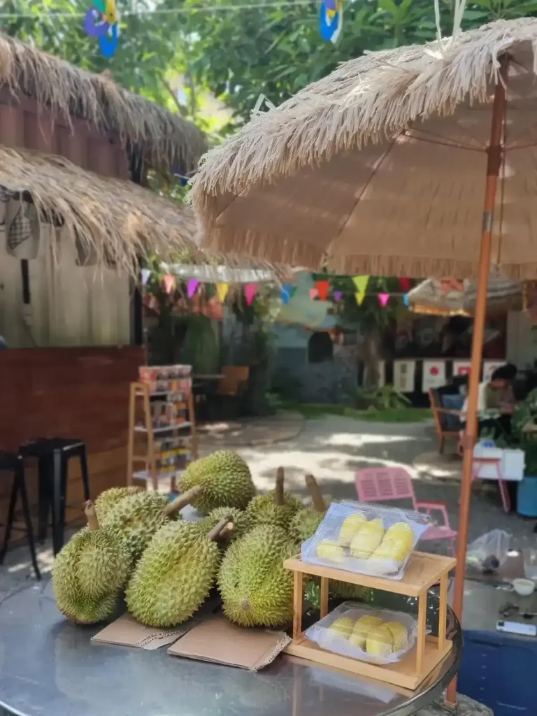 Durian. A group of about ten unopened durians on a table, along with a small display shelf with some durian removed from the shell and ready to eat. They are for sale at an outdoor cafe in Southeast Asia, with a straw umbrella near the durian, the cafe counter to the side, ad seating in the background. Durian have sharp spikes covering it's hard outer shell, protecting the fruit inside. Their size is about the size of a soccer ball, but are more oval shaped than round.