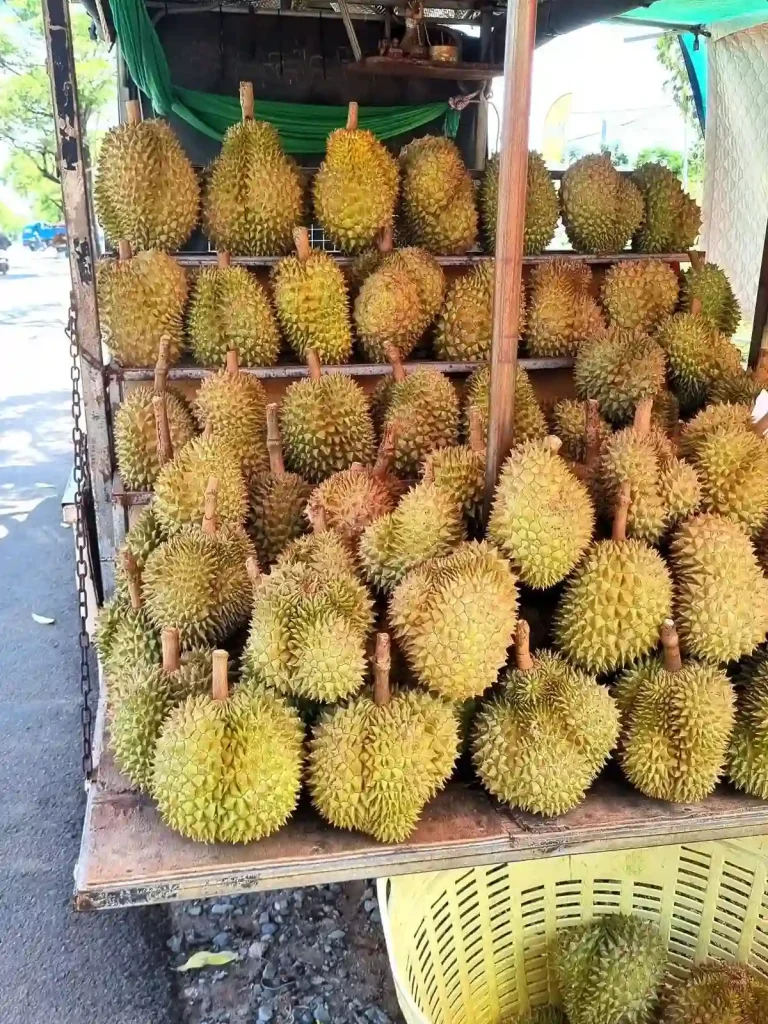 Durian. A group of over twenty unopened durians on a table. Durian have sharp spikes covering it's hard outer shell, protecting the fruit inside. Their size is about the size of a soccerball, but are more oval shaped than round.