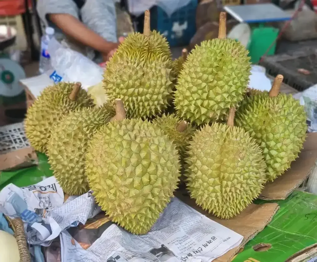 Durian. A group of about twelve unopened durians on a table. Durian have sharp spikes covering it's hard outer shell, protecting the fruit inside. Their size is about the size of a soccerball, but are more oval shaped than round.