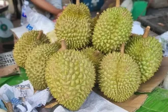 Durian. A group of about twelve unopened durians on a table. Durian have sharp spikes covering it's hard outer shell, protecting the fruit inside. Their size is about the size of a soccerball, but are more oval shaped than round.