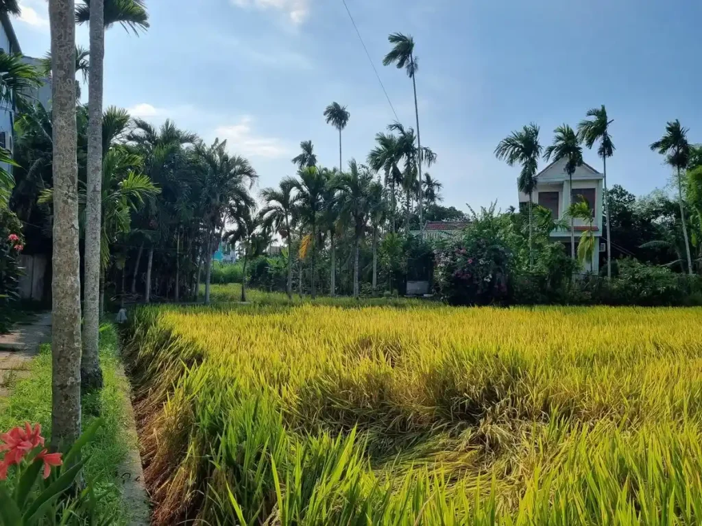 A rice field in the country side of Vietnam with a single two-story home. There are many palm trees in the image and the home is surrounded by plants and palm trees.
