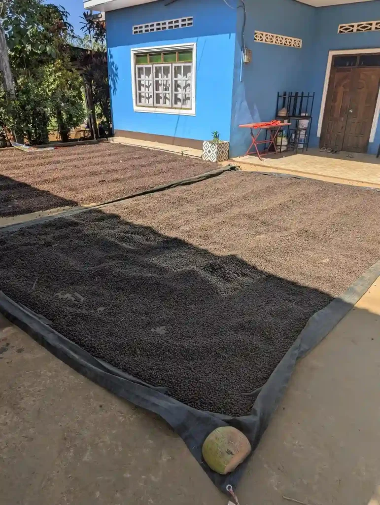 Coffee beans laid out on a tarp in front of someone's house for drying. Location is Bolaven Plateau in southern Laos.