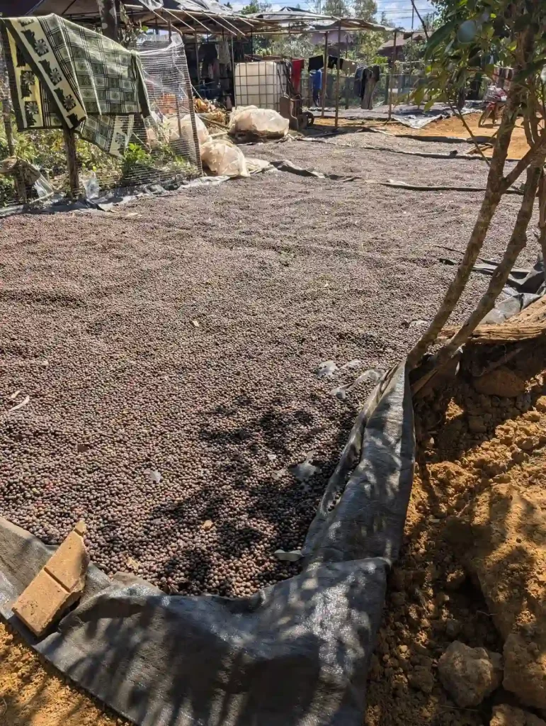 Coffee beans laid out on a tarp for drying. Location is Bolaven Plateau in southern Laos.