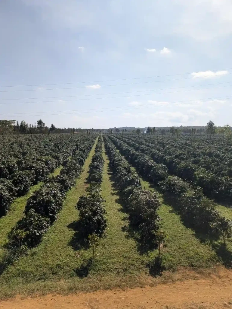 Coffee plants at a plantation within the Bolaven Plateau in southern Laos. These plants are orderly planted in rows.