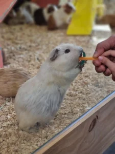 A gerbil being fed. A gerbil in a cage with glass walls. The gerbil is standing up, and has it's mouth at a hole in the glass wall. Someone (you can only see their fingers) is feeding a small sliced carrot through the hole, feeding the gerbil. There are two sets of hands - a small child's hand and an adult's hand over the child's. Both have their fingers on the carrot slice.