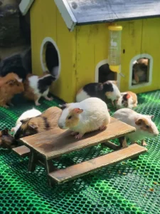 Gerbils in a cage setup with a small house and picnic table. One gerbil is standing on the picnic table. Eight other gerbils are standing around. And, there are more gerbils that can barely be seen inside the house. The cage is made of glass walls, so it's easy to observe the gerbils inside.