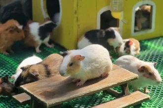 Gerbils in a cage setup with a small house and picnic table. One gerbil is standing on the picnic table. Eight other gerbils are standing around. And, there are more gerbils that can barely be seen inside the house. The cage is made of glass walls, so it's easy to observe the gerbils inside.