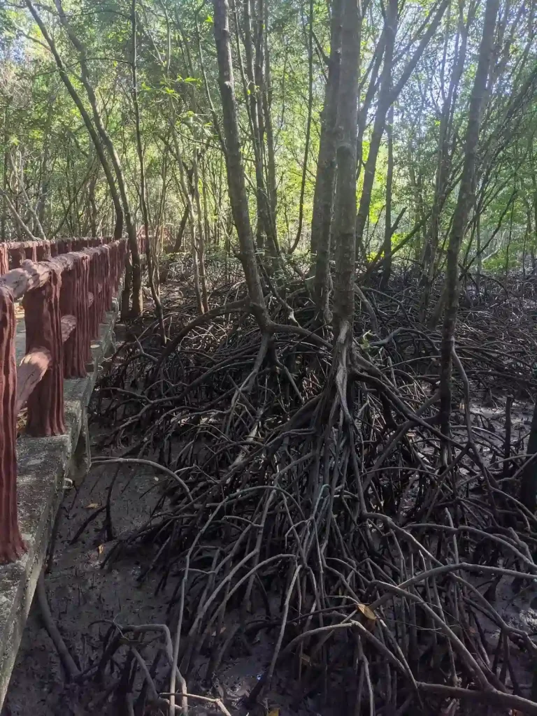 Mangrove trees in a swampy land along an elevated, concrete, and narrow, walking path through a swampy mangrove forest in Thailand. The trees are dense, and overlap this narrow path.