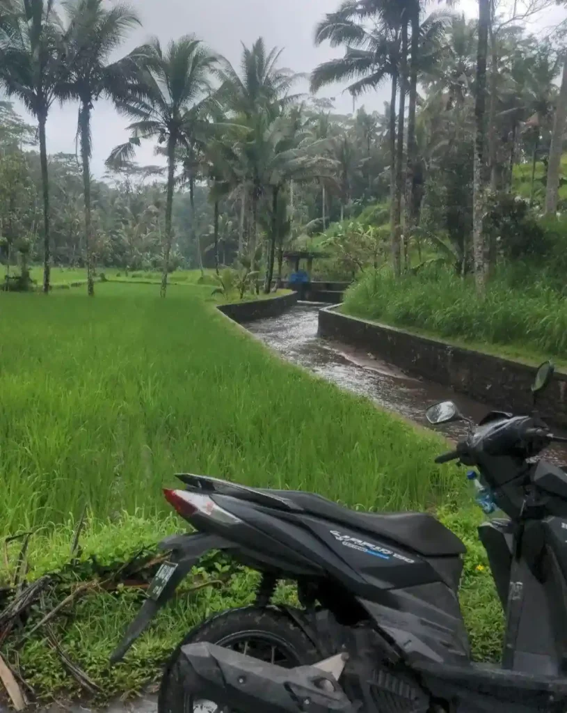 A parked motorbike (scooter) with a rice field in the background. The field has a water way going through it, and it's walls are made of stone. There are several tall palm trees in the field not too far away. It appears that it recently rained, and all the vegetation looks fresh.