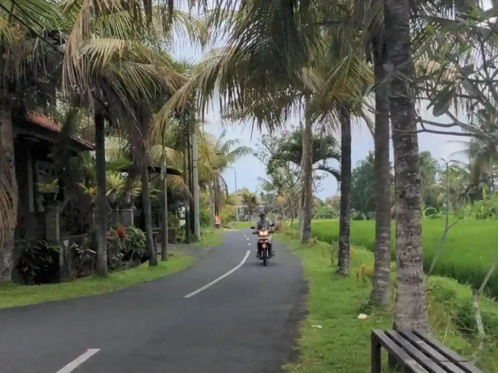 A motorbike rider on a small narrow road in the countryside of Bali, Indonesia. The road is blacktop - well maintained & smooth - with several plam trees along it. There is a bench along the road, too. The road is only the width for one small car, but there is a center dividing line indicating it is a two lane for motorbikes. The rider is riding towards and approaching the spot of the photographer.