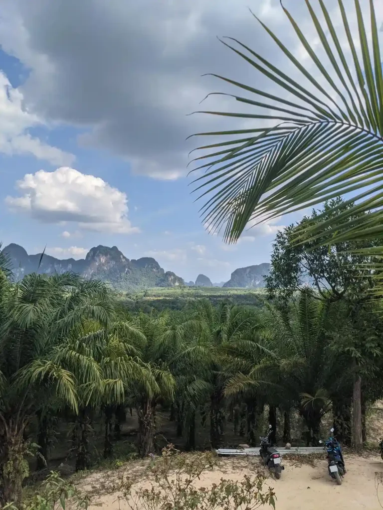 A palm tree plantation. The image was taken at a higher elevation looking down at the trees. Two motorbikes are parked in a sandy area below. Rounded mountains are in the background. This was taken at Kuan Nom Saow Restaurant and Viewpoint in Krabi Thailand.