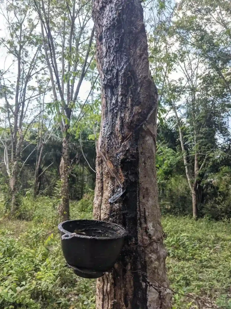 A close-up of a rubber trees with a small pot attached to catch the dripping rubber latex sap that oozes from the trees. This is located within a rubber tree farm in Southeast Asia.