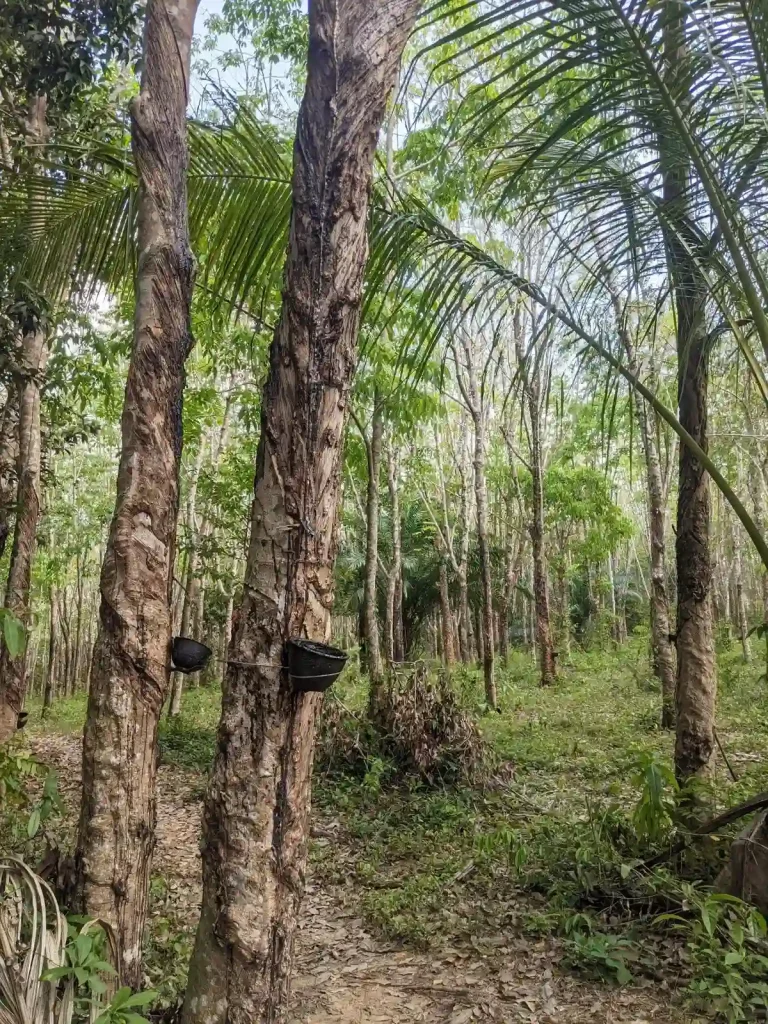 Rubber trees in a rubber tree farm in Southeast Asia. The image shows trees with small pots attached to catch the dripping rubber latex sap that oozes from the trees.