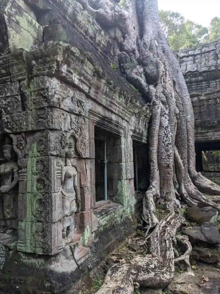 A tree that has grown on top of a temple, and it's large roots sprawl down the side of it's wall. This image shows a small section of the temple wall with the tree and it's roots. Like much of the archetecture withing the Angkor Archeological Park, the stone wall has intricate carvings and window openings. This wall is about twelve feet (four meters) tall, in which the tree sits on top of.